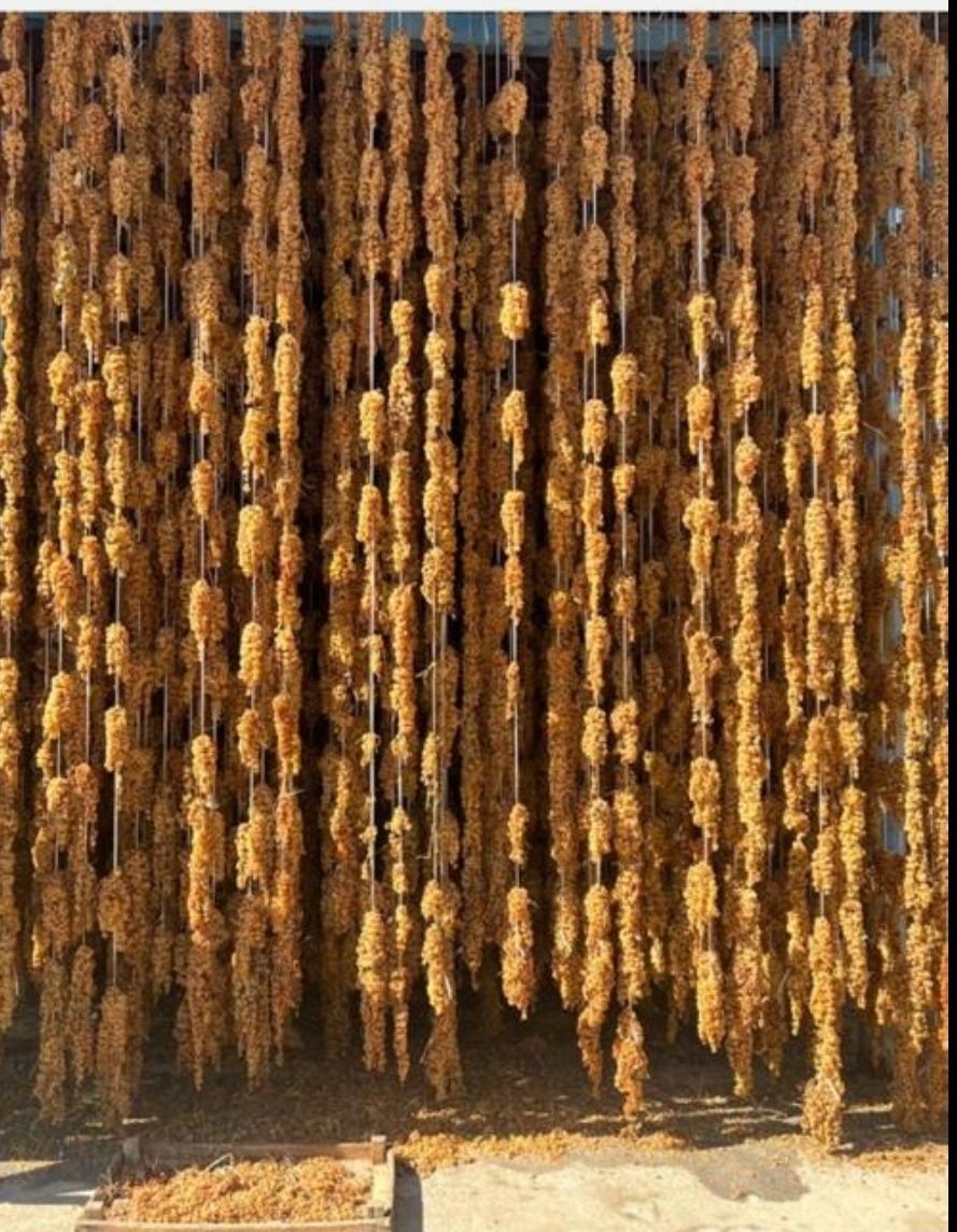 شرکت شمش - صادرات کشمش